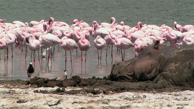 肯尼亚，河马(两栖河马)在奈瓦沙湖岸边睡觉，一群小火烈鸟(小腓龙鸟)在水里涉水视频素材
