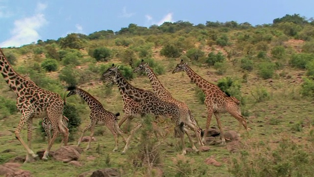 一群长颈鹿沿着山坡奔跑，肯尼亚莱基皮亚视频下载