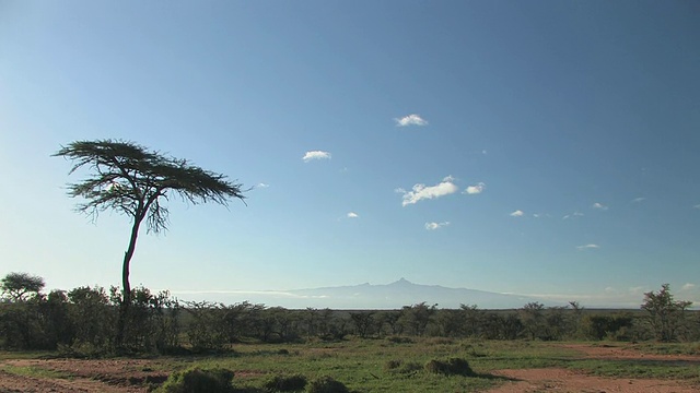 生长在肯尼亚莱基皮亚山热带草原上的金合欢树视频素材