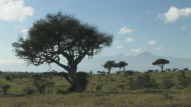 生长在肯尼亚莱基皮亚山热带草原上的金合欢树视频素材