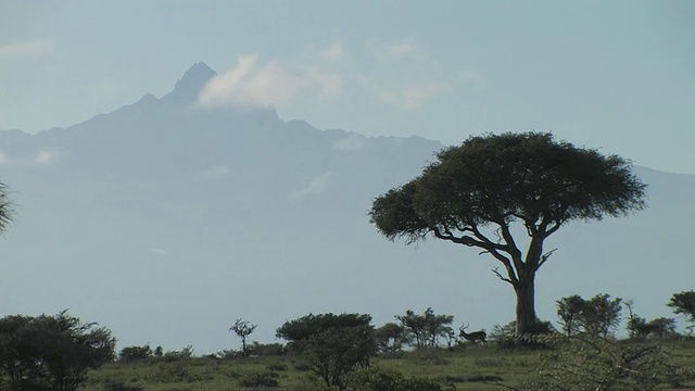 行走在稀树草原上的黑斑羚(Aepyceros melampus)，肯尼亚莱基皮亚山为背景视频素材