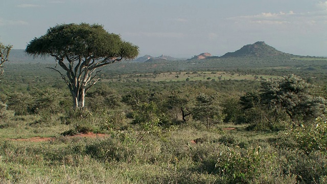 草原景观，莱基皮亚，肯尼亚视频素材