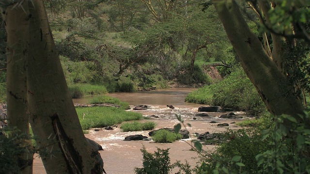 MS，流经肯尼亚莱基皮亚热带草原的河流视频素材
