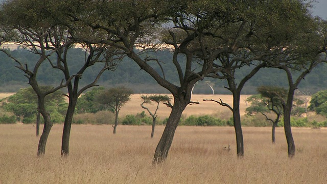 金合欢树生长在热带草原，马赛马拉，肯尼亚视频素材