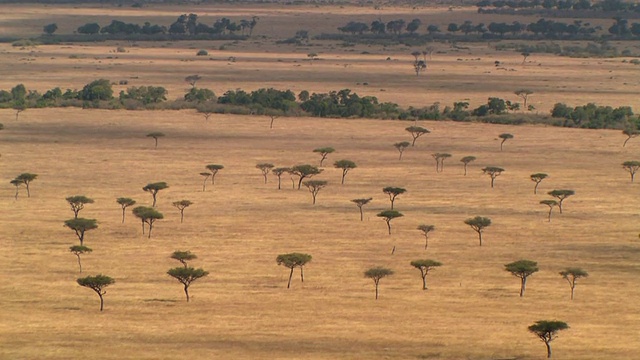 HA, WS，金合欢树生长在热带草原，马赛马拉，肯尼亚视频素材
