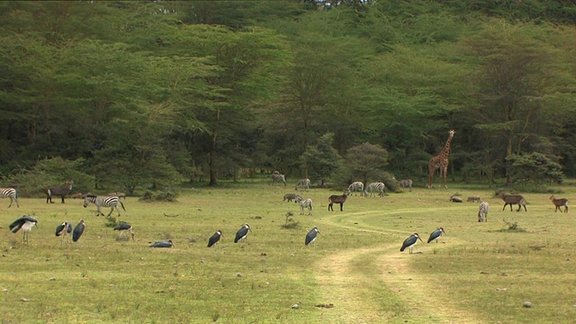 WS， 斑马 （Equus burchellii）， 马拉布斯托克 （莱普托普蒂洛斯克鲁梅尼弗鲁斯）， 长颈鹿 （长颈鹿骆驼）， 疣猪 （法科乔鲁斯非洲）， 水巴克 （科布斯椭圆形） 和黑猩猩 （阿佩塞罗斯梅兰普斯） 在外地， 肯尼亚视频素材