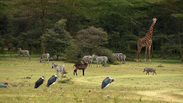 肯尼亚田野中的斑马(Equus burchellii)、鹳(Leptoptilos crumeniferus)、长颈鹿(Giraffa camelopardalis)、疣猪(Phacochoerus africanus)、水羚(Kobus ellipsiprymus)和黑斑羚(Aepyceros melampus)视频素材