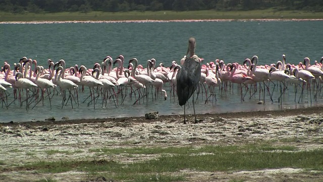 肯尼亚奈瓦沙湖，一群小火烈鸟在水里涉水视频素材