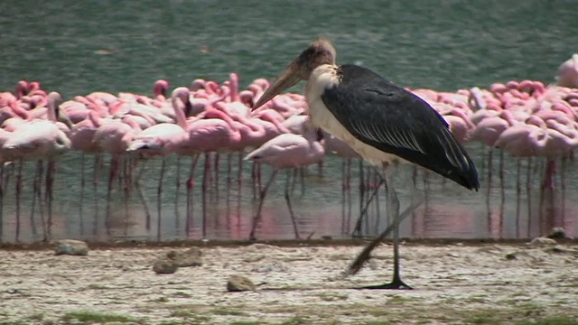 肯尼亚奈瓦沙湖，一群小火烈鸟在水里涉水视频素材