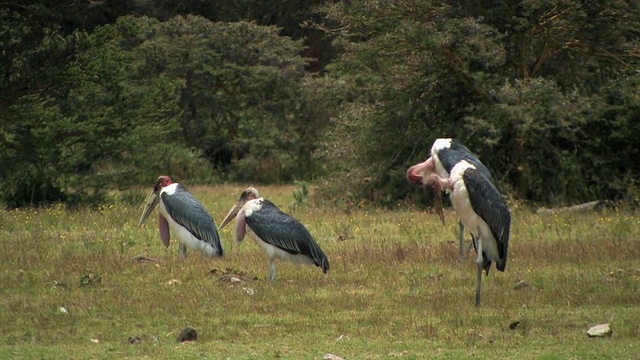 肯尼亚奈瓦沙湖草地上的四只鹳视频素材