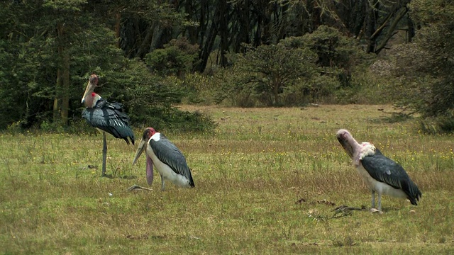 肯尼亚奈瓦沙湖草地上的三只鹳视频素材