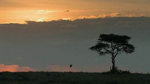 肯尼亚莱基皮亚热带草原上的日落视频素材