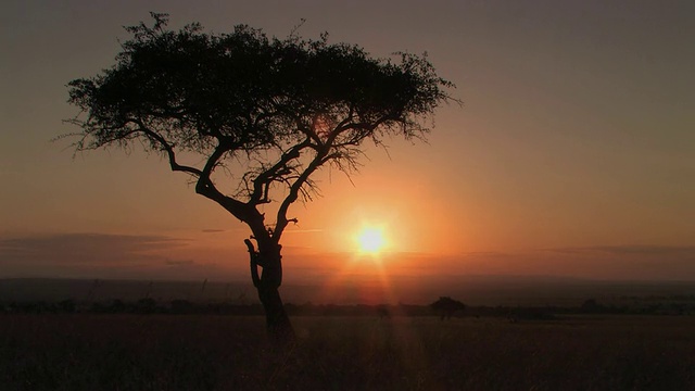 肯尼亚马赛马拉，热带草原上的日出，孤零零的金合欢树的剪影视频素材