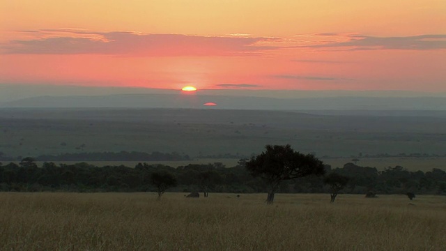 WS，草原上的日出，马赛马拉，肯尼亚视频素材