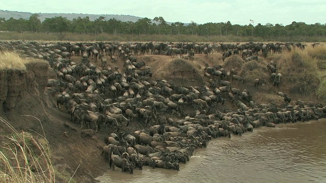 一群牛羚在肯尼亚马赛马拉的泥泞河里饮水视频下载
