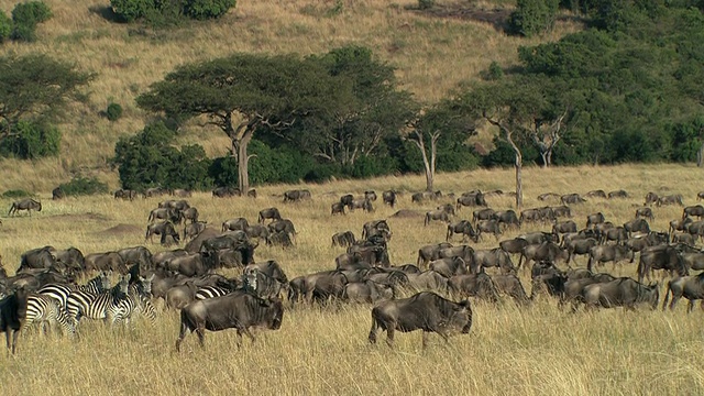 WS，一群牛羚和斑马在稀树草原，马赛马拉，肯尼亚视频素材