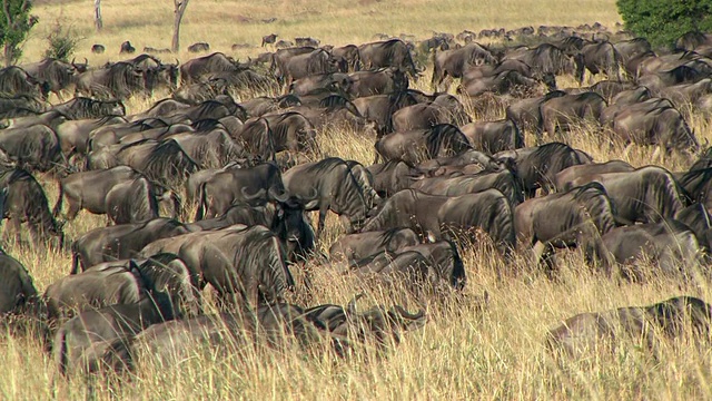 一群牛羚在热带草原，马赛马拉，肯尼亚视频素材