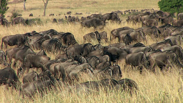 T/L, MS，一群牛羚在稀树草原，马赛马拉，肯尼亚视频下载