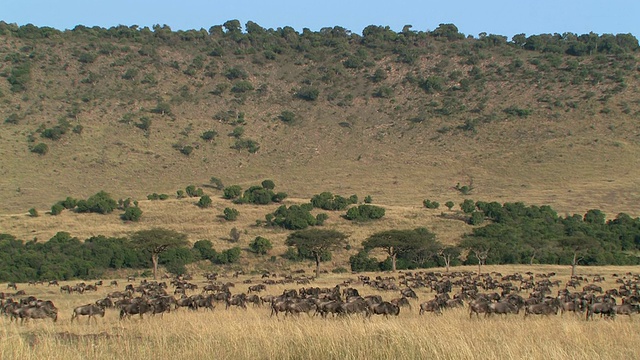 WS，一群牛羚在稀树草原，马赛马拉，肯尼亚视频素材