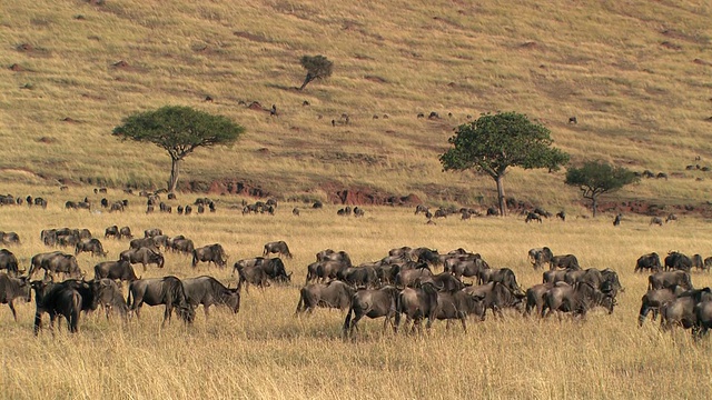 一群牛羚在热带草原，马赛马拉，肯尼亚视频素材