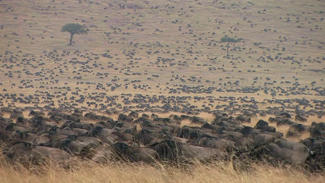 肯尼亚马赛马拉热带草原上的一大群牛羚视频素材