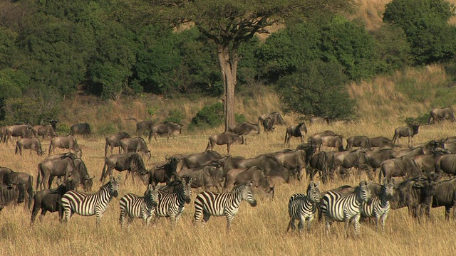 T/L, MS，一群牛羚和斑马在稀树草原，马赛马拉，肯尼亚视频素材