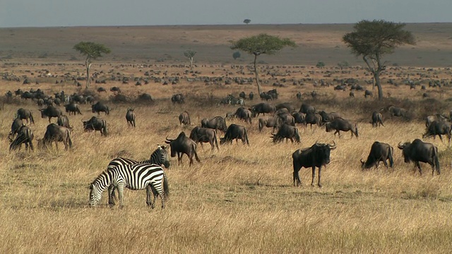 WS，一群牛羚和斑马在稀树草原，马赛马拉，肯尼亚视频素材