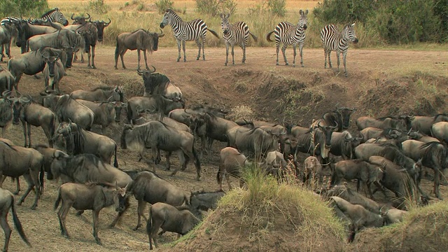 一群牛羚和斑马在稀树草原，马赛马拉，肯尼亚视频下载