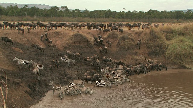 WS, HA，一群牛羚和斑马在肯尼亚马赛马拉的浑河里饮水视频下载