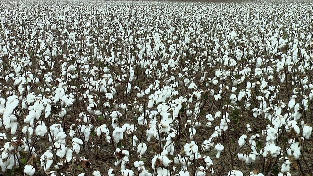 美国维吉尼亚州新教堂田间棉花种植视频素材