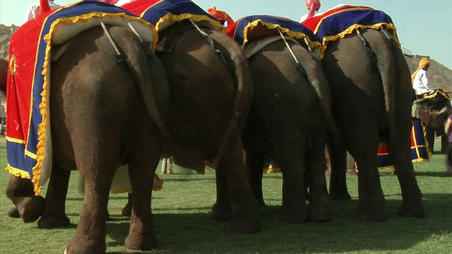四头大象在一年一度的大象节，后视图，斋浦尔，拉贾斯坦邦，印度视频素材