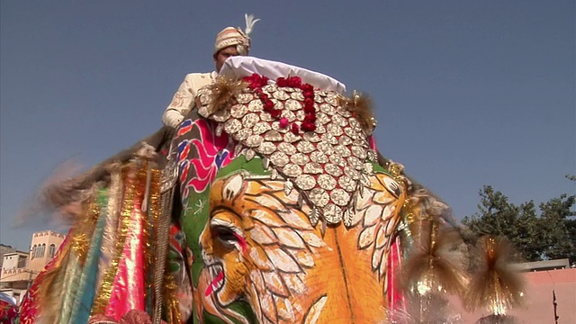 印度拉贾斯坦邦斋浦尔一年一度的大象节上的大象视频素材
