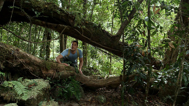在热带雨林徒步旅行的男子，莫斯曼，澳大利亚昆士兰视频素材