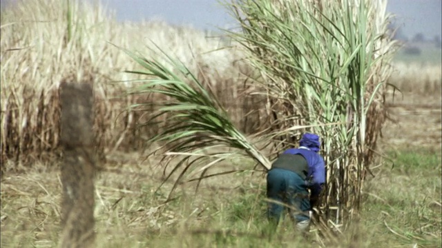 巴西圣保罗阿拉卡图巴，农民在田里割甘蔗视频下载