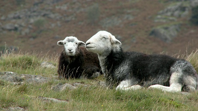 英国坎布里亚郡湖区国家公园，两只羊躺在废水湖附近的田野里视频素材