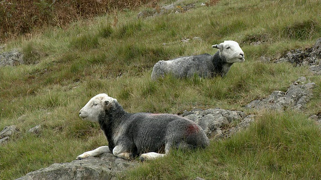 英国坎布里亚郡湖区国家公园，两只羊躺在废水湖附近的田野里视频素材