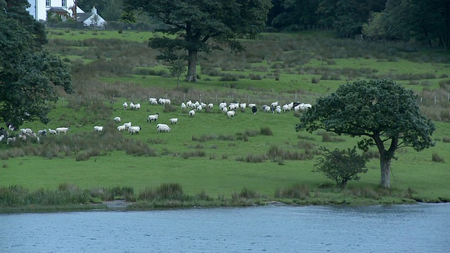 英国坎布里亚郡湖区国家公园，绵羊在克鲁姆莫克湖岸边的田野里吃草，背景是山脉视频素材