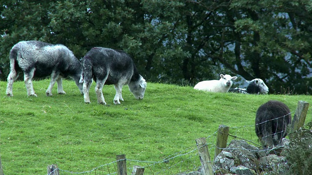 在英国坎布里亚郡Keswick附近的石墙上，绵羊在吃草视频素材