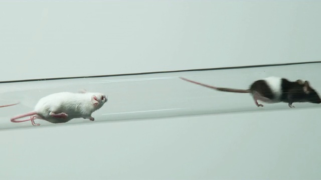 MS，老鼠在玻璃管内行走视频下载