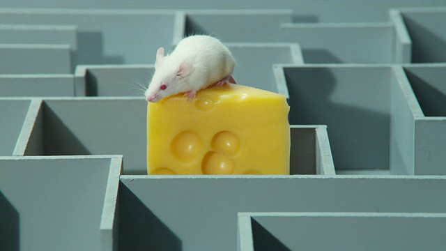 MS，小白鼠在迷宫中的奶酪和平视频下载