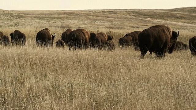 美国南达科他草原上的一群美洲野牛视频下载