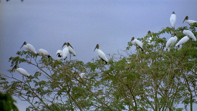 选择性对焦中等拍摄的鸟栖息在顶部/委内瑞拉视频下载