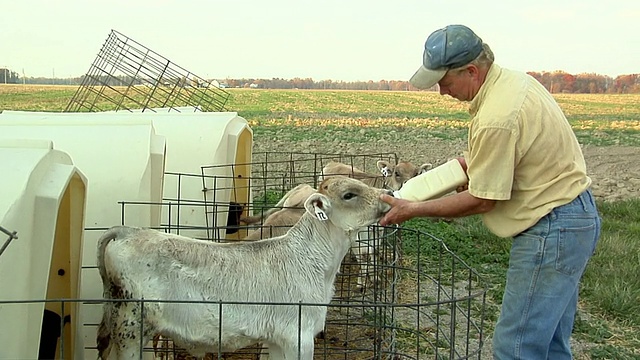 ZI, MS，美国俄亥俄州圣玛丽，农夫用奶瓶喂养年轻的棕色瑞士牛犊视频素材