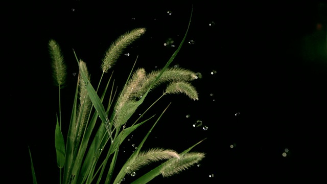 SLO MO, CU, Studio拍摄水滴落在草叶上的画面视频素材