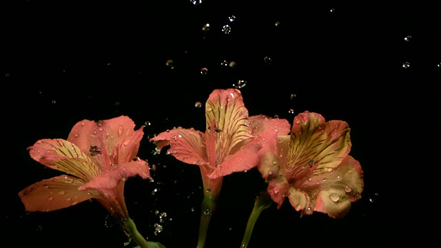 SLO MO, CU, Studio拍摄的水滴落在花上视频素材