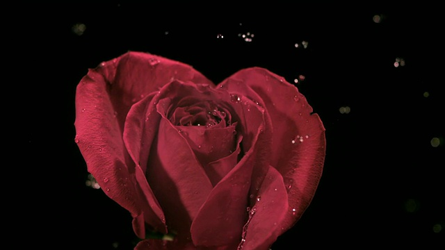 SLO MO, CU, Studio拍摄的水滴落在红玫瑰上视频素材