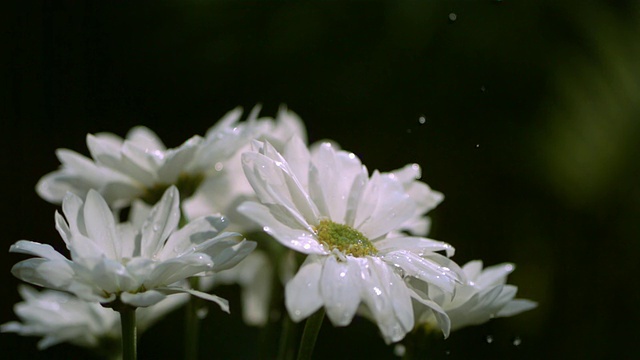 SLO MO, CU, SELECTIVE FOCUS, Studio拍摄水滴落在白色雏菊上视频素材