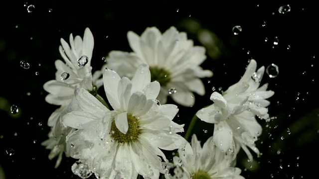 SLO MO, CU, Studio拍摄的水滴落在白色雏菊上视频素材