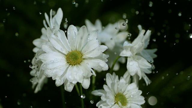SLO MO, CU, Studio拍摄的水滴落在白色雏菊上视频素材