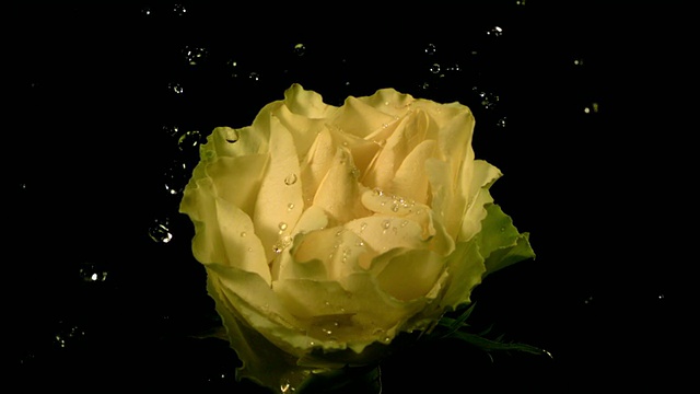 SLO MO, CU, Studio拍摄的水滴落在黄玫瑰上视频素材